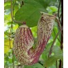 Buy Rare Seeds Aristolochia paulistana | 5_Seeds