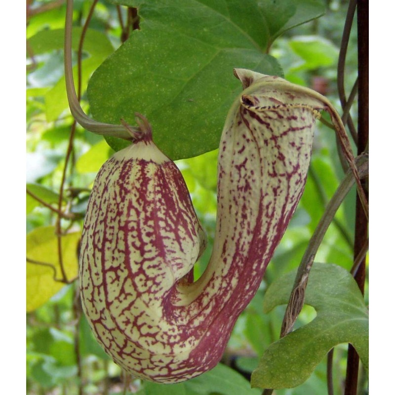 Buy Rare Seeds Aristolochia paulistana | 5_Seeds