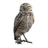 Photo Realistic Owl Window Cling - Vibrant Static Cling Window