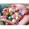 Natural Hermit Crab Shells, Hermit Crab Supply, Large Small and