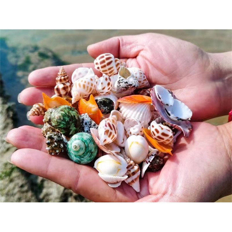 Natural Hermit Crab Shells, Hermit Crab Supply, Large Small and