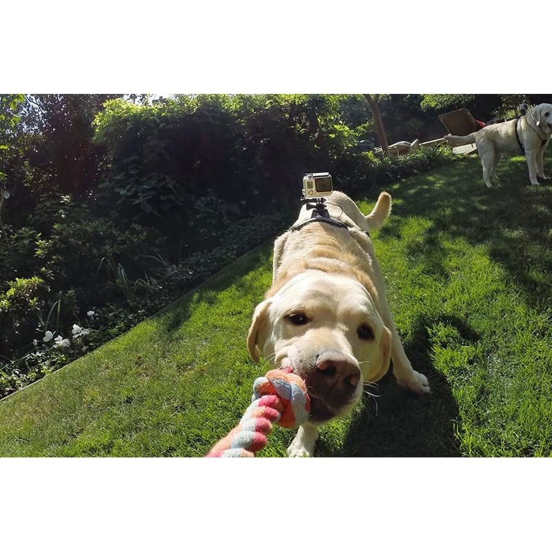 Weiara Dog Harness for Gopro, Soft and Adjustable Dog Harness