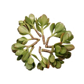 Jade Plant / Crassula Ovata / Jade Succulent / Live Jade Plant Cuttings / (10 Pack)