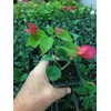 Barbara Karst Bougainvillea Live Plant 5” Tall in A 2.5”
