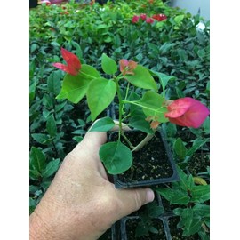 Barbara Karst Bougainvillea Live Plant 5” Tall in A 2.5” Pot