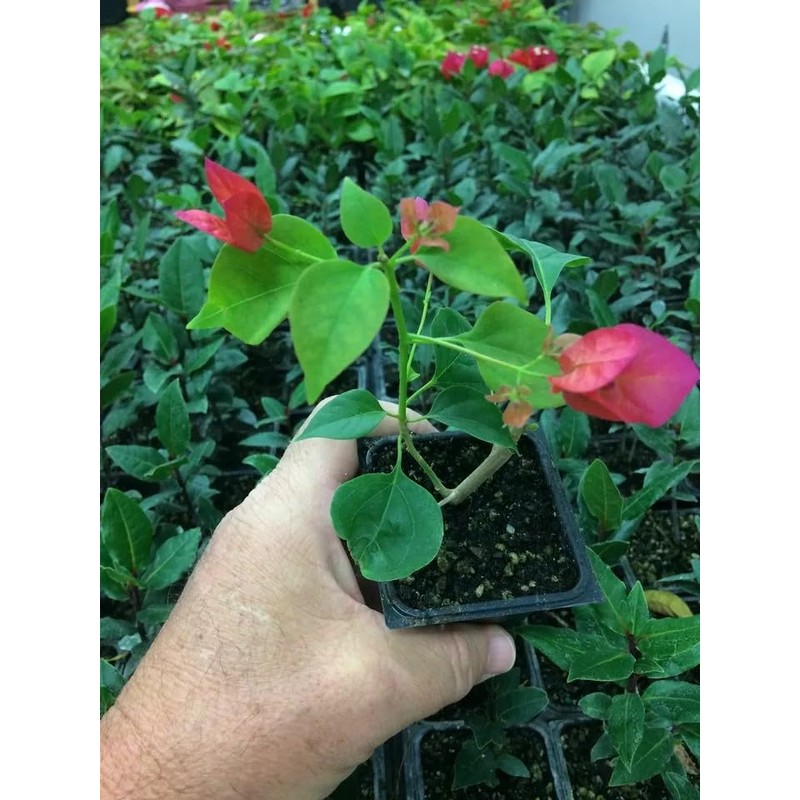 Barbara Karst Bougainvillea Live Plant 5” Tall in A 2.5”