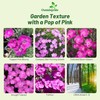 Outsidepride Cheddar Pink Dianthus Seeds for Planting - 2000 Pcs