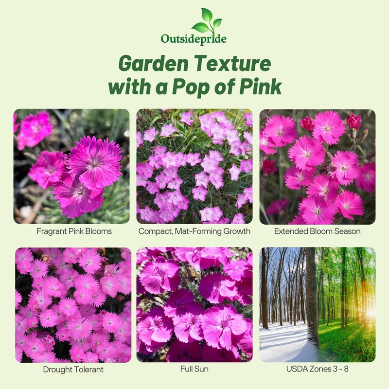 Outsidepride Cheddar Pink Dianthus Seeds for Planting - 2000 Pcs