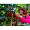 Cafe Don Pedro Low Acid Instant Coffee - Stomach Friendly,