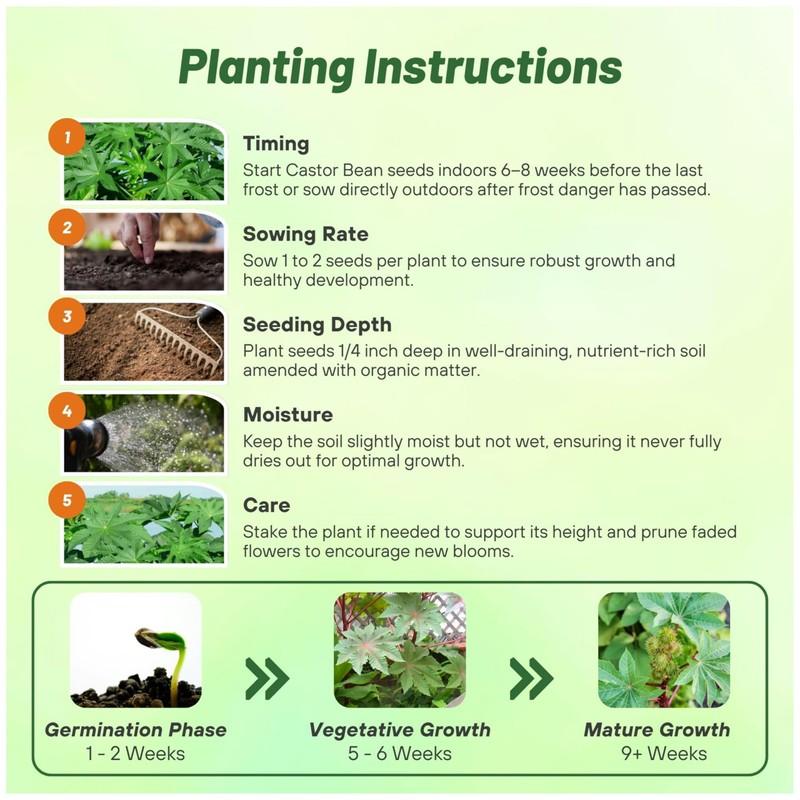 Outsidepride Zanzibariensis Castor Bean Seeds - 50 Pcs Annual Quick-Growing