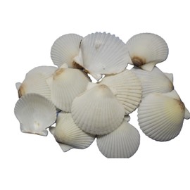 40 - Natural White Gulf Scallop Seashells, Craft Shells for DIY Projects, 2-3 Inch, Large Size, Beach Wedding Decor, Sailors Valentines, Beach Art, SS-584