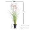2.5 Quart - Maiden Grass Miscanthus