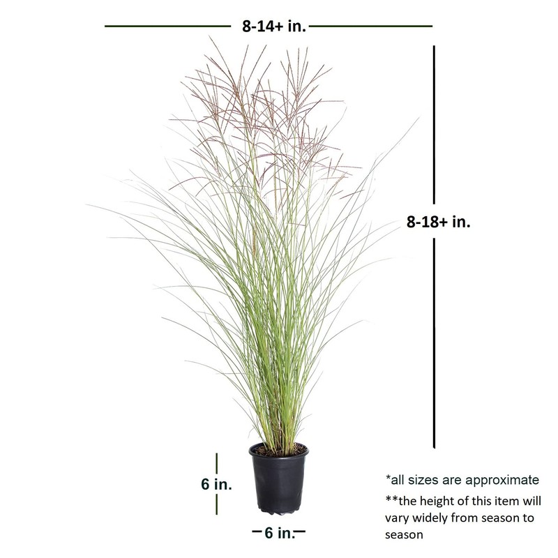 2.5 Quart - Maiden Grass Miscanthus