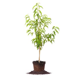 FLORDACREST Peach Tree - Size: 4-5 ft, Live Plant, Includes Special Blend Fertilizer & Planting Guide
