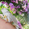 Magnoloran 2 Pcs Bird Diapers Bird Harness Flight Suits Diapers