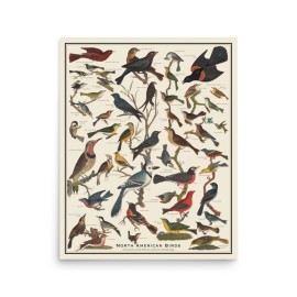 Summer Weeds North American Birds 16 x 20 Bird Identification Vintage Style Poster