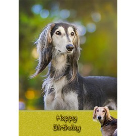 Saluki Dog Birthday Card