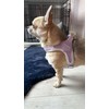 Fluffy Tailers Pastel Purple Step In Dog Harness (Extra Extra