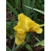 Bearded Iris 15 Bearded Iris Rhizomes – Easy to Grow,
