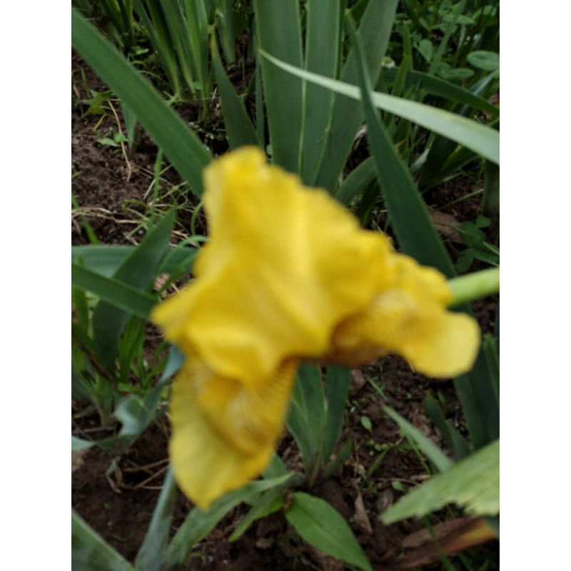 Bearded Iris 15 Bearded Iris Rhizomes – Easy to Grow,