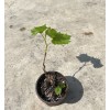 Kyoho Grape With Pot 6” Sweet Seedling Ready To Plant