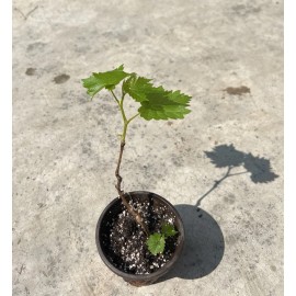 Kyoho Grape With Pot 6” Sweet Seedling Ready To Plant