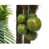 Zzooi Artificial High Simulation Coconut Fake Cokernut 1 Bunch