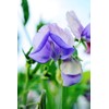 Blue Sweet Pea Seeds Lathyrus Odoratus 10 Seeds for Planting
