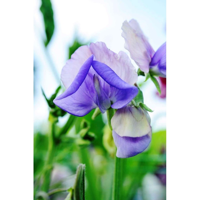 Blue Sweet Pea Seeds Lathyrus Odoratus 10 Seeds for Planting