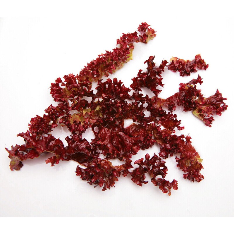 Pure Herbs: Dulse - 1 oz.