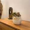 Owl Vase Hand Decorated Home Decoration for Flowers Plants Succulents