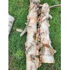 White Birch Log - Live Edge-24×5