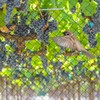 OGORI 25' x 100' Bird Netting Heavy Duty Nylon 3/4"