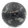 Steinfixx - Fantastic Orthoceras Ball - Beautiful Fossils in Granite