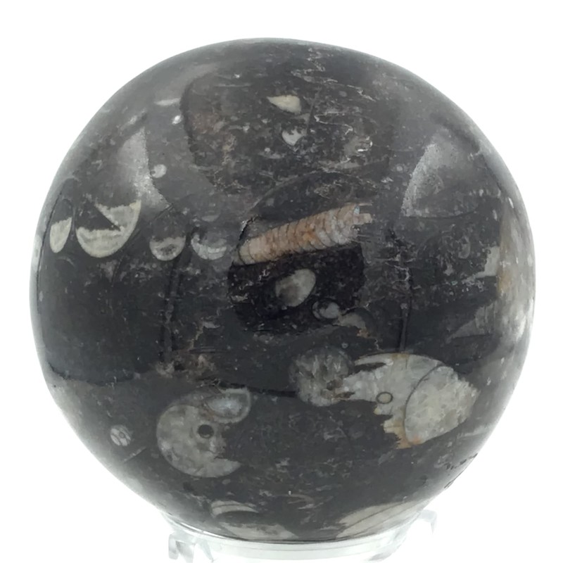 Steinfixx - Fantastic Orthoceras Ball - Beautiful Fossils in Granite