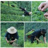 Wild Jiaogulan Tea Leaves, Gynostemma Tea,3.5oz(100g), 100% Natural, Sugar Free,