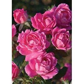Pink Double Knock Out Rose Bush (1 Gallon) Flowering Semi-Evergreen Shrub with Bubble-Gum Pink Double-Form Blooms - Full Sun Live Outdoor Plant