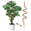 Supoice Moss Pole 63 Inch Moss pole Monstera Plant Support