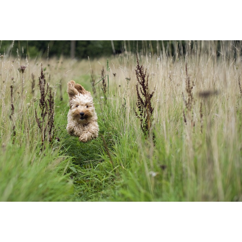 Broadreach Nature + Advanced Probiotic Digestive Support Paste for Dogs