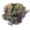 Rayher 8503231 Iceland Moss, Natural, Bag 100 g, Real Natural