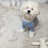 Dog Clothes Cute Pattern Moderate Thickness Soft Comfortable Small Dog