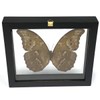 REAL BUTTERFLY MORPHO DIDIUS INSECT TAXIDERMY FRAME WITH DOUBLE SIDE