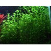 Potted Live Aquarium Plants | Freshwater Aquatic Plants for Aquariums