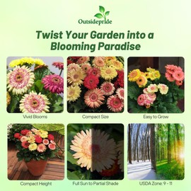 Outsidepride Strawberry Twist Mix Gerbera Seeds - 10 Pcs Perennial, Compact & Low Maintenance, Flower Seeds for Planting w/Semi-Double Blooms, Ideal for Garden Landscaping & Cut Flower Arrangements