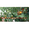 MASTERBLEND ® 4-18-38 Tomato & Vegetable Fertilizer (5 bs) FREE