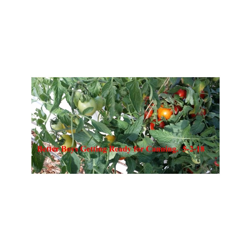 MASTERBLEND ® 4-18-38 Tomato & Vegetable Fertilizer (5 bs) FREE