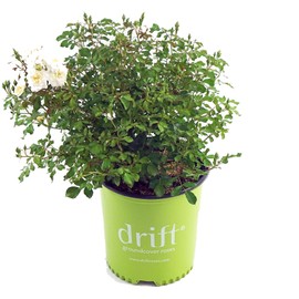 Drift Roses - Rosa White Drift (Rose) Rose, double white flowers, #2 - Size Container