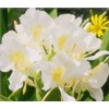 Patriotic Red White Blue Ginger Plants - 3 Pack Live