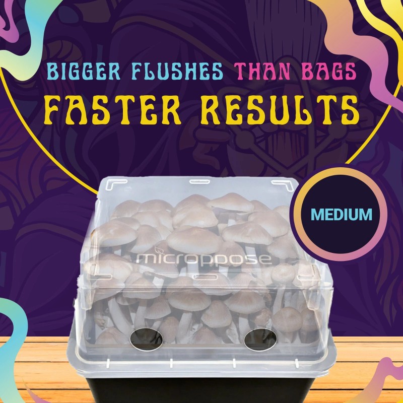 Spore Sorcery Medium Beginners Mushroom Grow Kit | Indoor Grow