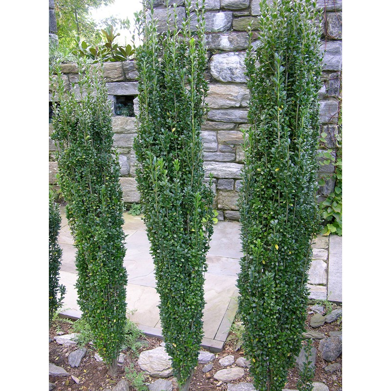 Sky Pencil Japanese Holly - 10 Live Plants - Ilex